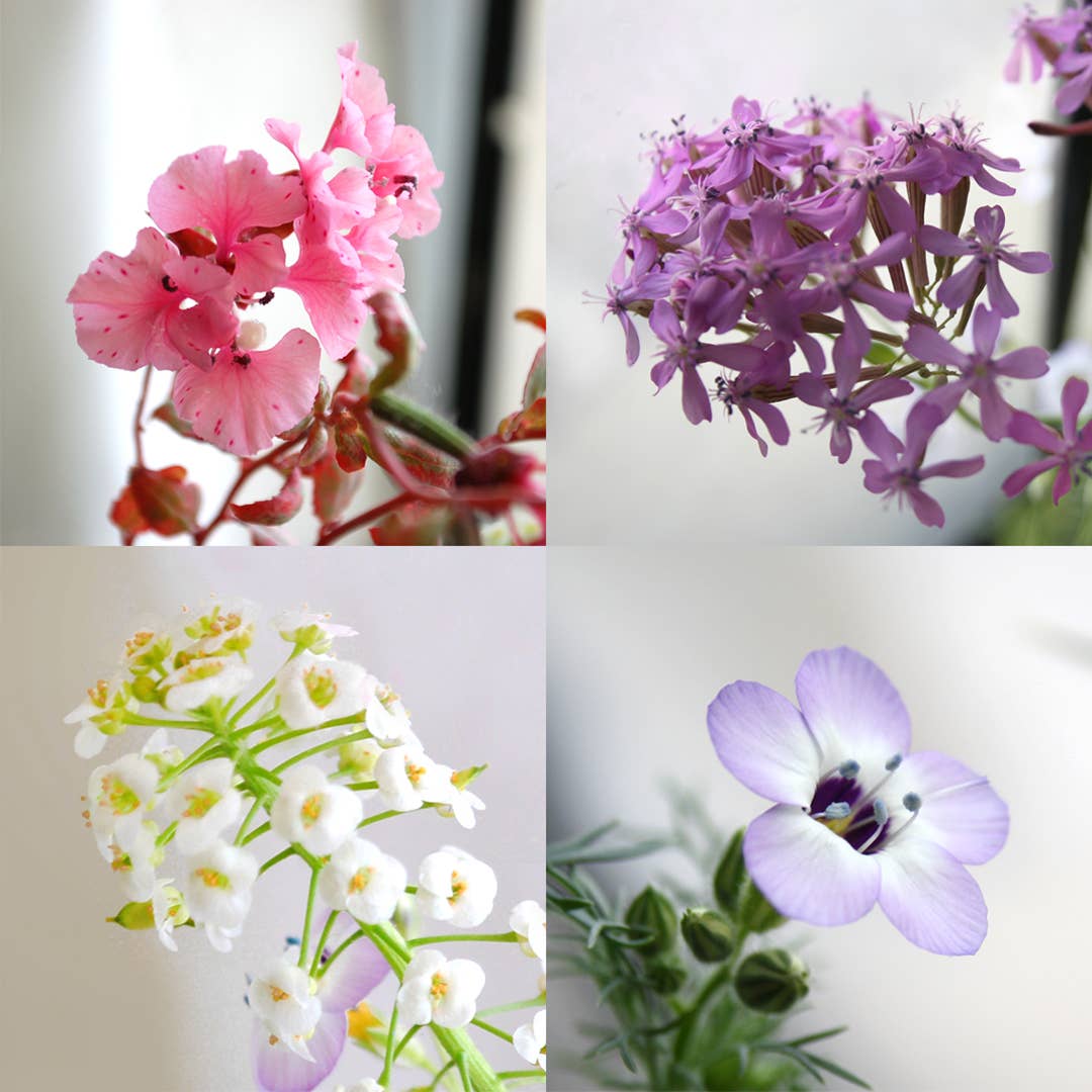 Plantable Seed Paper Greeting Card - {animal party cloud}